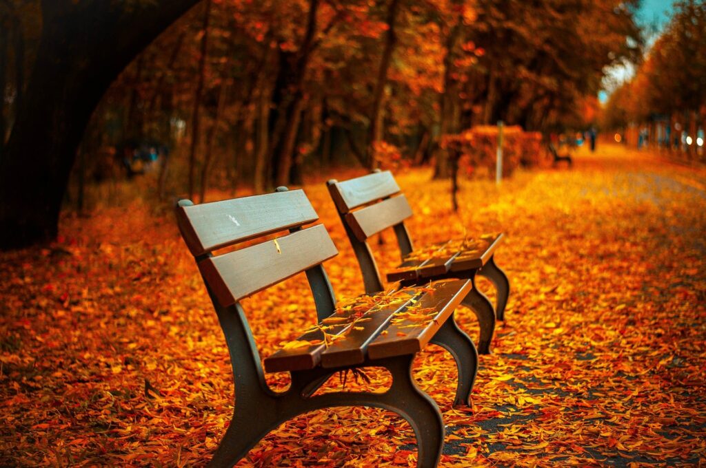 A couple of benches in a leaf covered walk